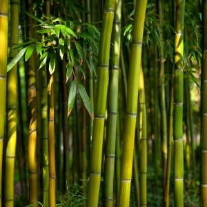 Naturalny dezodorant roll-on Bambus i Trawa Cytrynowa beBIO Cosmetics - 50 ml