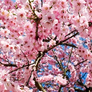 Naturalny dezodorant roll-on CHIA i KWIAT JAPOŃSKIEJ WIŚNI beBIO Cosmetics - 50 ml