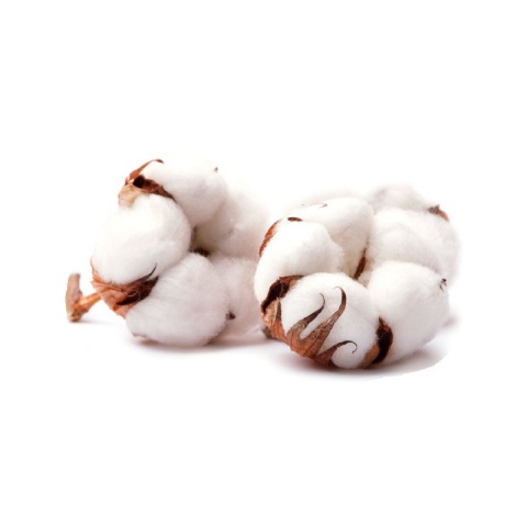 VIVICOT BIO Tampony higieniczne REGULAR z aplikatorem, z organicznej bawełny, niebielone chlorem 16 sztuk