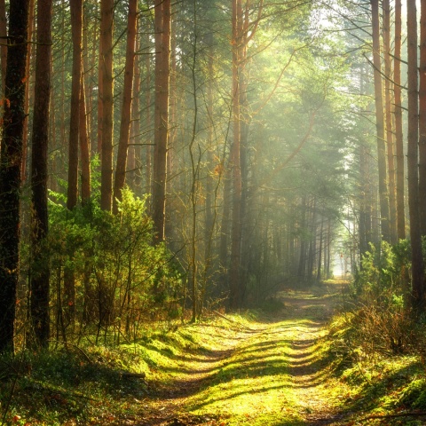 ARGANOVE Mydło oliwne dla mężczyzn pod prysznic Woody Forest 400 ml