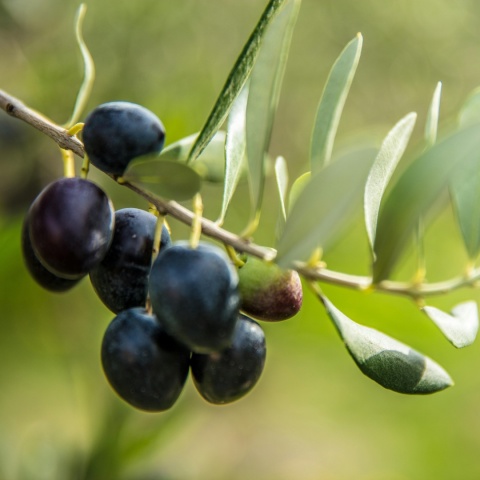 BEAUTE MARRAKECH Naturalne czarne mydło Savon Noir z olejem arganowym i glinką Rhassoul – żel pod prysznic 400 ml