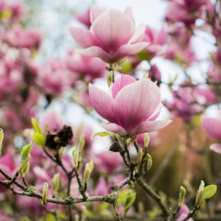 LAQ Myjący Peeling Cukrowy Magnolia i Różowy Pieprz 220 g