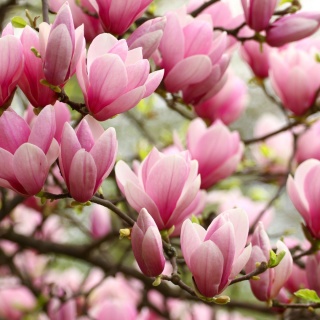 LAQ Żel Pod Prysznic Magnolia – Zapach Klasy i Sukcesu 500 ml