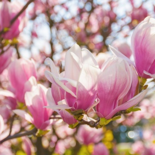 LAQ Żel Pod Prysznic Magnolia i Różowy Pieprz – Kocica Sukcesu 500 ml
